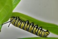 Monarch Butterfly Caterpillar feeding on milkweed Royalty Free Stock Photo