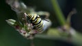 Monarch caterpillar on milkweed Royalty Free Stock Photo