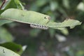 Monarch butterfly caterpillar feeding on milkweed Royalty Free Stock Photo