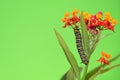 Monarch butterfly caterpillar feeding Royalty Free Stock Photo