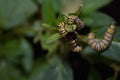 Monarch butterfly caterpillar feeding Royalty Free Stock Photo