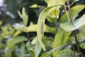 Monarch butterfly caterpillar feeding on milkweed Royalty Free Stock Photo