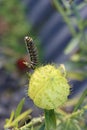 Monarch butterfly caterpillar feeding on swan plant Royalty Free Stock Photo