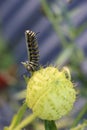 Monarch butterfly caterpillar feeding on swan plant Royalty Free Stock Photo