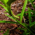 Monarch butterfly caterpillar feeds on a Narrowleaf Milkweed plant Royalty Free Stock Photo