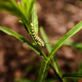 Monarch butterfly caterpillar feeds on a Narrowleaf Milkweed plant