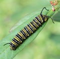 Monarch Butterfly Caterpillar on Green Leaf Royalty Free Stock Photo