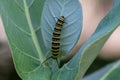 Monarch Butterfly caterpillar on green leaf. Royalty Free Stock Photo