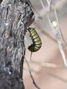 Monarck butterfly caterpillar pupate hanging from twig Royalty Free Stock Photo