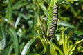 Monarch butterfly caterpillar Insect