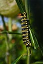 Monarch butterfly caterpillar Insect