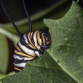 Monarch butterfly caterpillar larvae (Danaus plexippus) eating milkweed Royalty Free Stock Photo