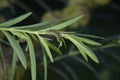 Monarch Butterfly Caterpillar Larvae Royalty Free Stock Photo