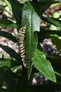 Monarch Butterfly Caterpillar on Leaf Royalty Free Stock Photo