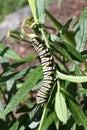 Monarch Butterfly Caterpillar on Leaf Royalty Free Stock Photo