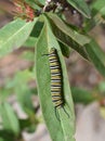 Monarch butterfly caterpillar on milkweed Royalty Free Stock Photo