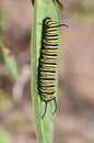 Monarch butterfly caterpillar on milkweed Royalty Free Stock Photo