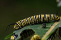 Monarch butterfly caterpillar on milkweed leaf. Royalty Free Stock Photo