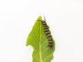 Monarch butterfly caterpillar on a milkweed leaf isolated closeup Royalty Free Stock Photo