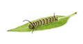 Monarch butterfly caterpillar on a milkweed leaf isolated