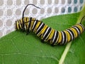 Monarch Butterfly Caterpillar on Milkweed Leaf Royalty Free Stock Photo