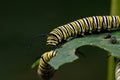 Monarch butterfly caterpillar on milkweed leaf. Royalty Free Stock Photo