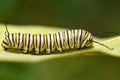 Monarch Butterfly Caterpillar, Danaus plexippus Royalty Free Stock Photo