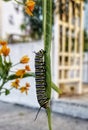 Monarch butterfly Caterpillar on milkweed leaf Royalty Free Stock Photo