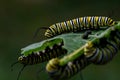 Monarch butterfly caterpillar on milkweed leaf. Royalty Free Stock Photo