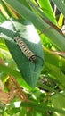 Monarch butterfly Caterpillar on milkweed Royalty Free Stock Photo