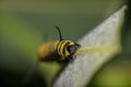 Monarch Butterfly Caterpillar On Milkweed Royalty Free Stock Photo