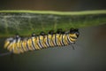 Monarch Butterfly Caterpillar On Milkweed Royalty Free Stock Photo