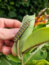 A monarch butterfly caterpillar on a milkweed plant leaf.