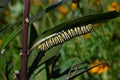 Monarch butterfly caterpillar on milkweed stem. Royalty Free Stock Photo