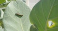 Monarch butterfly Caterpillar Royalty Free Stock Photo