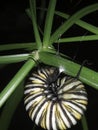 Monarch butterfly caterpillar prepares for metamorphosis Royalty Free Stock Photo