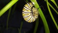 Monarch butterfly Caterpillar prepares for metamorphosis Royalty Free Stock Photo