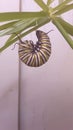 Monarch butterfly Caterpillar prepares for metamorphosis Royalty Free Stock Photo