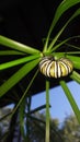 Monarch butterfly caterpillar prepares for metamorphosis Royalty Free Stock Photo