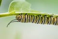 Monarch Butterfly caterpillar on Swamp Milkweed