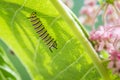 Monarch Butterfly caterpillar on Swamp Milkweed Royalty Free Stock Photo