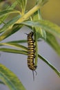 Monarch butterfly caterpillar on swan plant Royalty Free Stock Photo