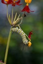 Monarch butterfly caterpillar on tropical or annual milkweed. Royalty Free Stock Photo