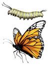 Monarch butterfly and caterpillar. Two different states of butterfly. Illustration showing life cycle of monarch Royalty Free Stock Photo