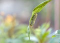 Monarch butterfly caterpillar upside down on aphid infested milkweed leaf Royalty Free Stock Photo