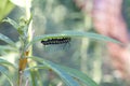 Monarch butterfly caterpillar walking upside down on the bottom of a milkweed leaf Royalty Free Stock Photo