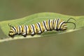 Monarch Butterfly Caterpillar (danaus plexippus) Royalty Free Stock Photo