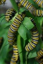 Monarch Butterfly Caterpillars