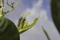 Monarch butterfly caterpillars close-up eating a leaf of a plant Royalty Free Stock Photo