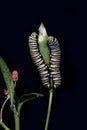 Monarch Butterfly Caterpillars (Danaus plexippus) Royalty Free Stock Photo
